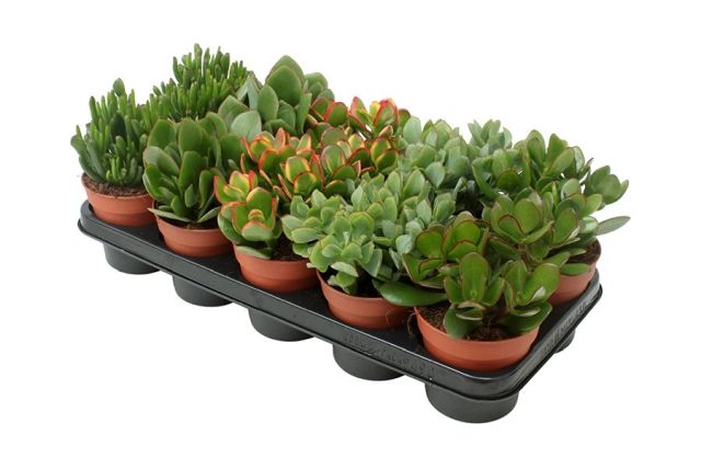 Crassula mix
