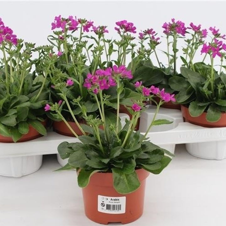 Arabis Blep. Rose Delight  (P13 Pot) - Bedding - Windyridge Garden Centre