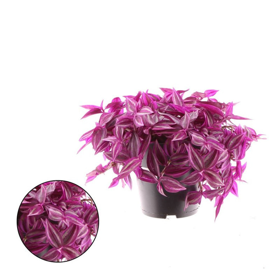 Tradescantia 'Pink Paradise' P14 - Indoor Plants - Windyridge Garden Centre