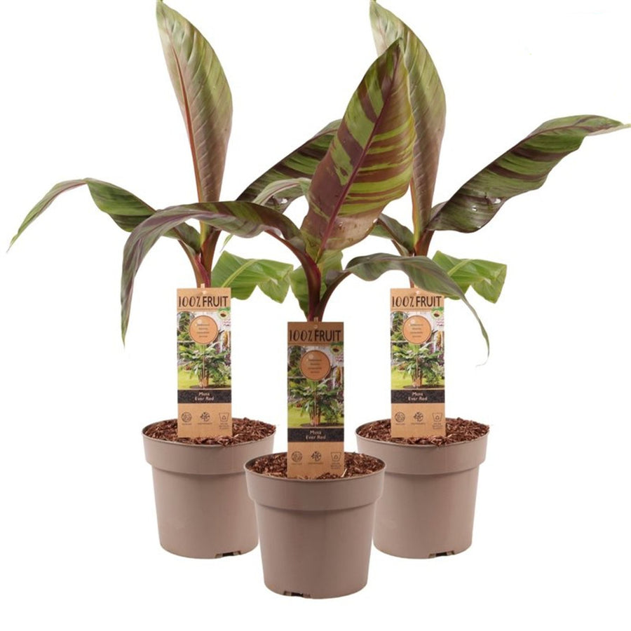 Musa sikkimensis 'Ever Red' - Indoor plants - Windyridge Garden Centre