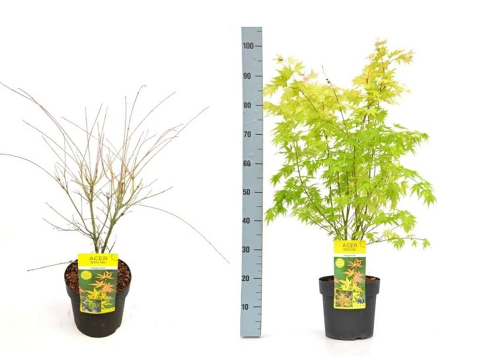 Acer Palm. 'Orange Dream' C6.5 - Trees - Windyridge Garden Centre