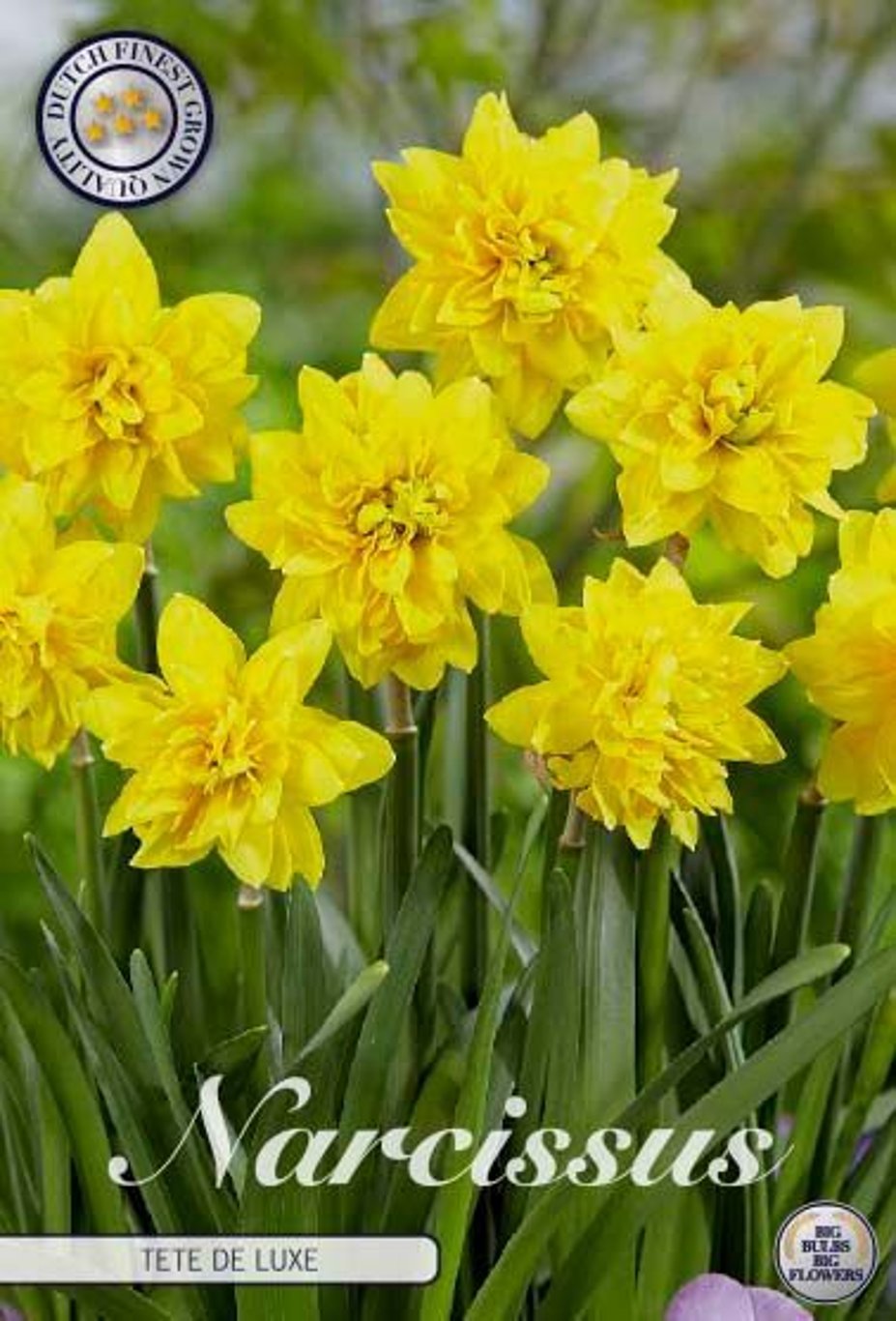 Narcissus 'Tête à Tête' Deluxe 7-pack