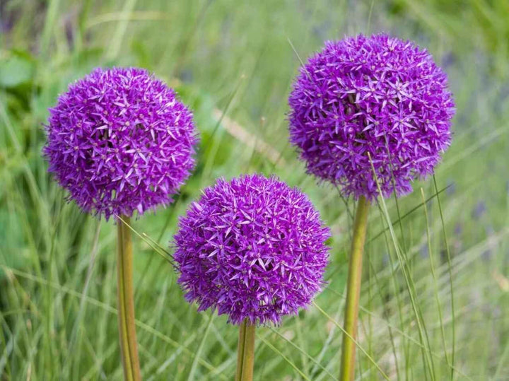 ALLIUM PURPLE SENSATION NET 50