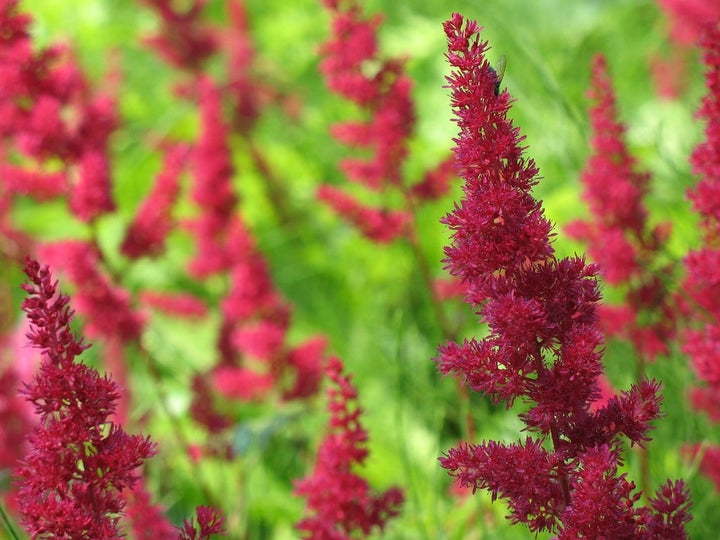 ASTILBE Chocolate Cherry