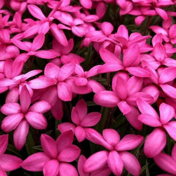Rhodohypoxis milliodes Paula