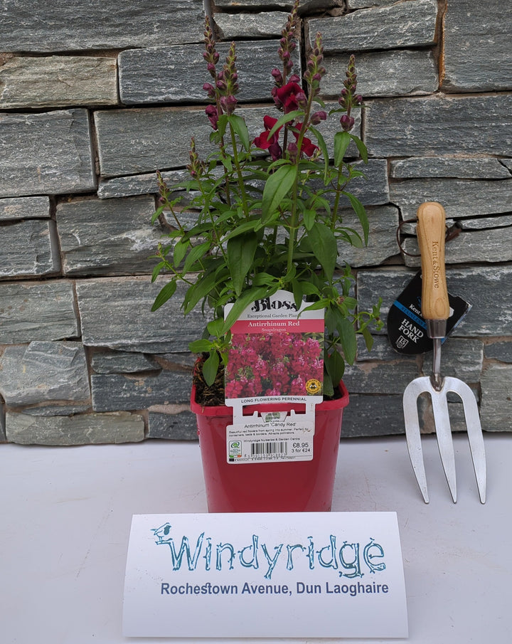 Antirrhinum Candy Red