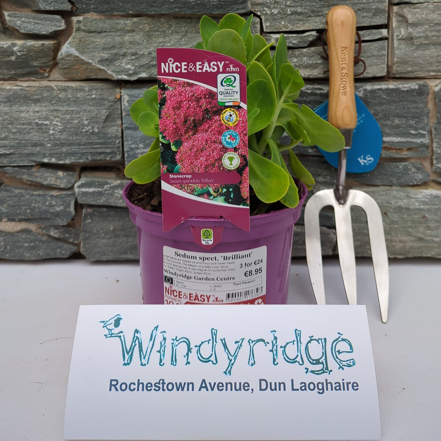 Sedum Spect. Brilliant - Herbaceous - Windyridge Garden Centre