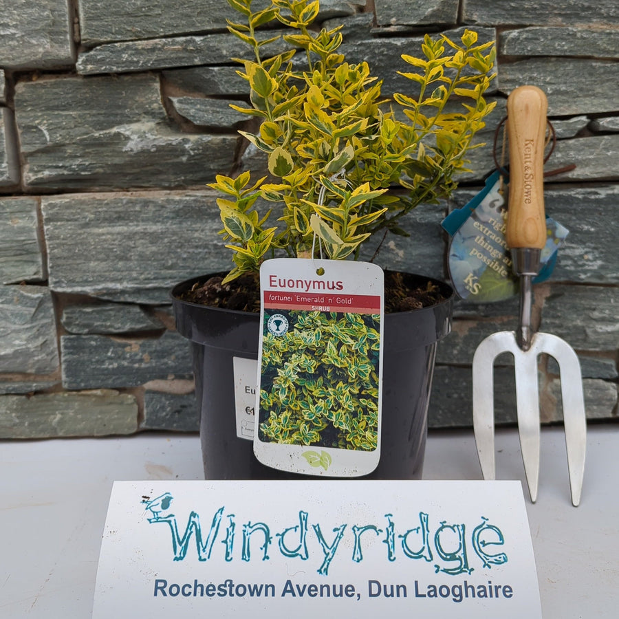 Euonymus Fort. Emerald N Gold - Shrubs - Windyridge Garden Centre