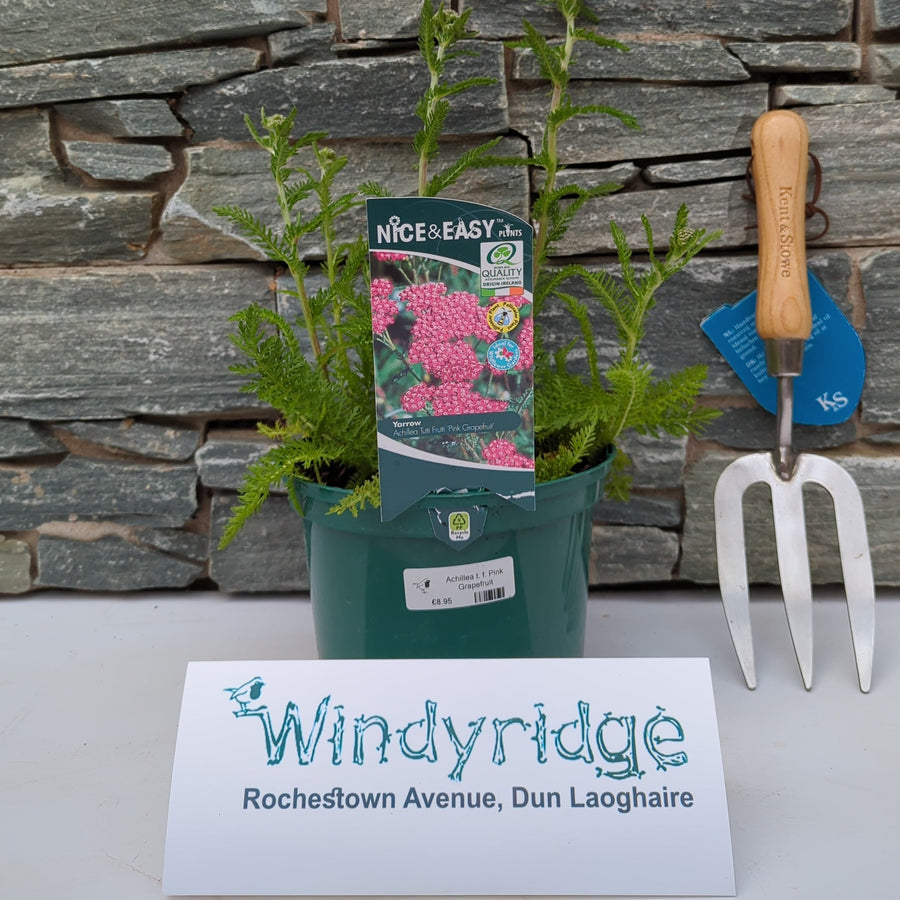 Achillea T. F. Pink Grapefruit - Herbaceous - Windyridge Garden Centre