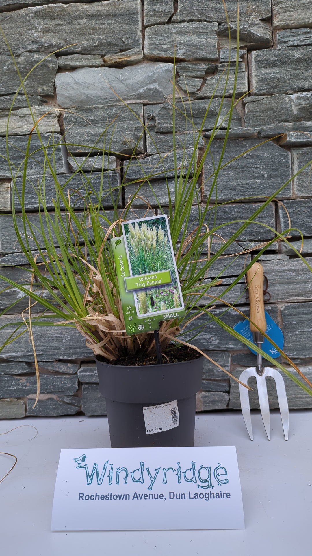 Cortaderia sell. Tiny Pampa