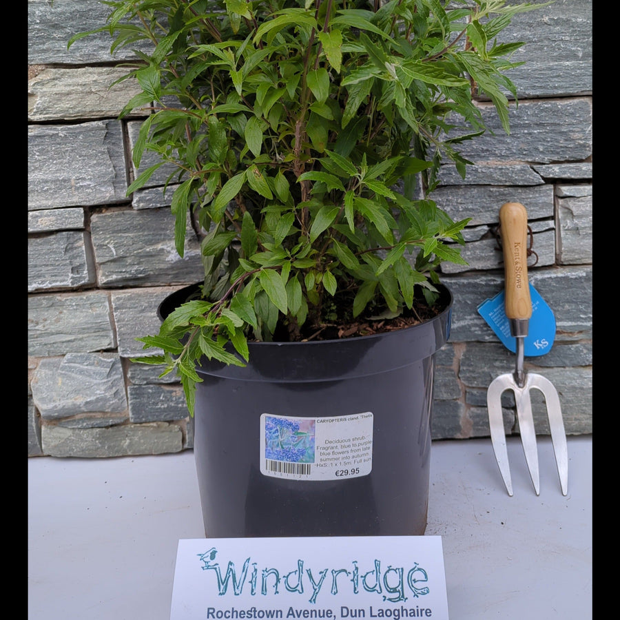 Caryopteris Cland. Thetis - Shrubs - Windyridge Garden Centre