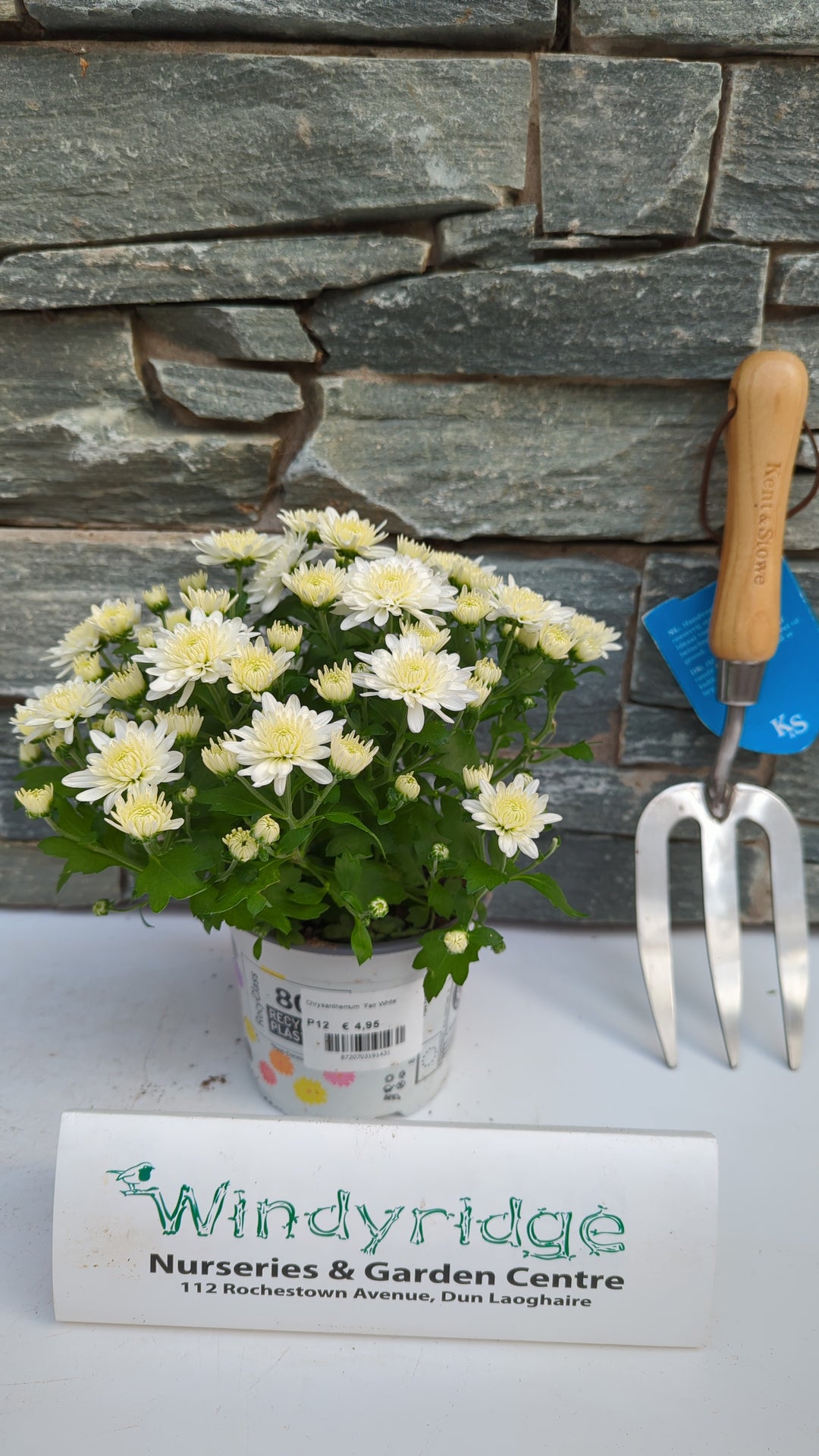 Chrysanthemum Fair White
