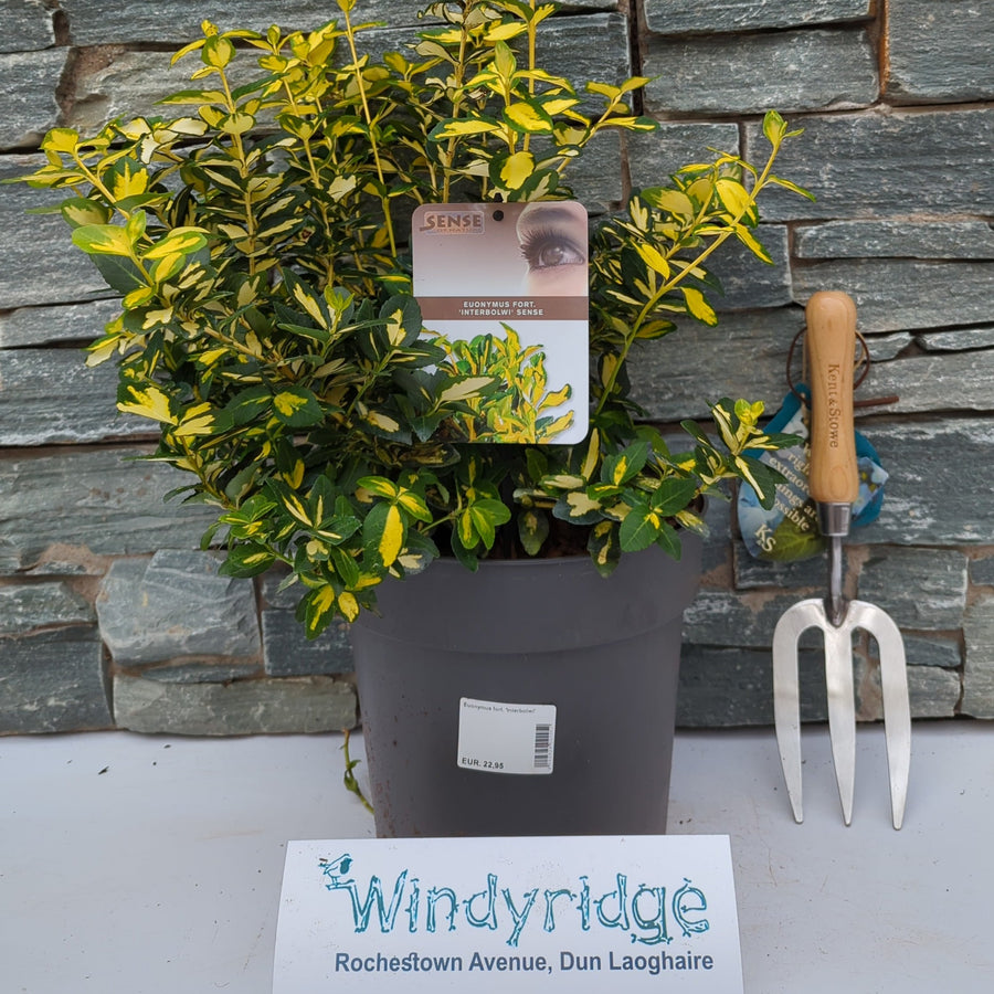 Euonymus Fort. Interbolwi - Shrubs - Windyridge Garden Centre