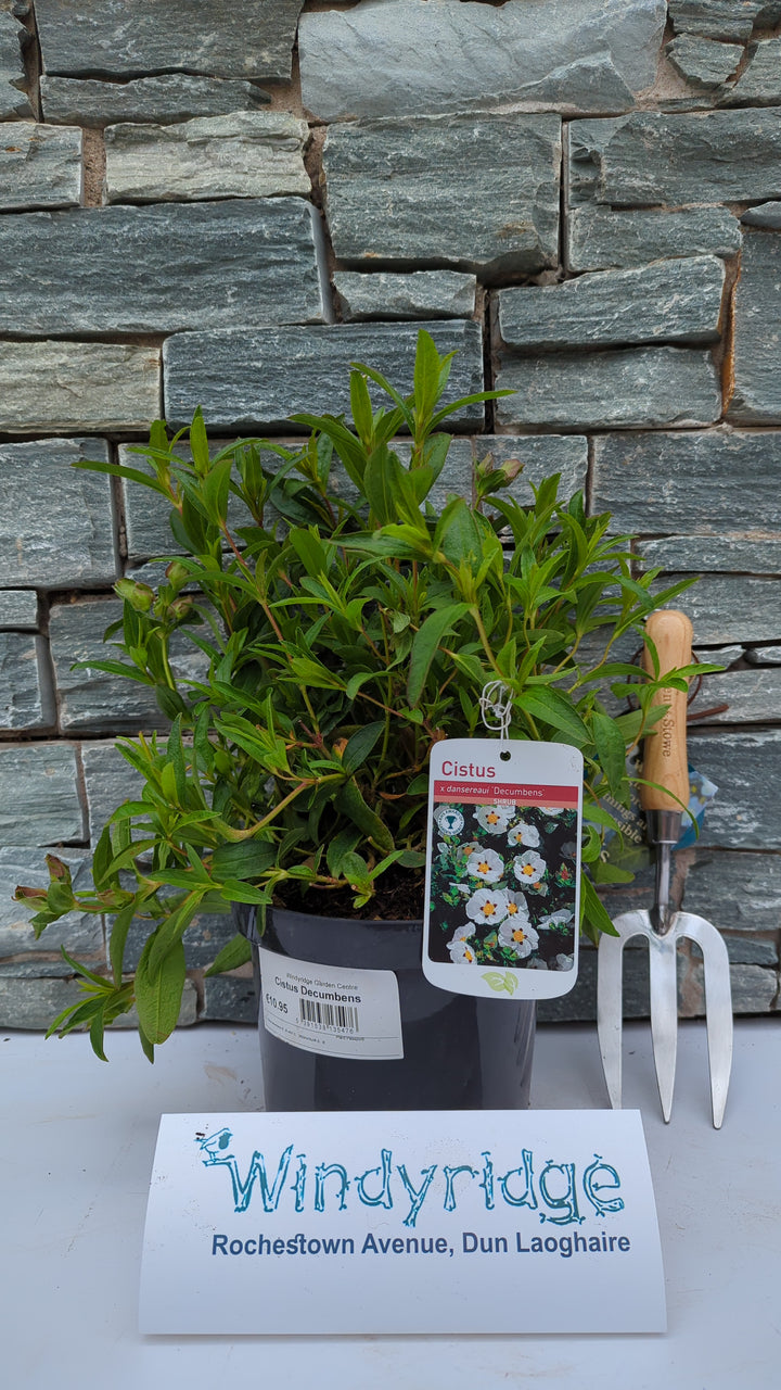 Cistus Decumbens