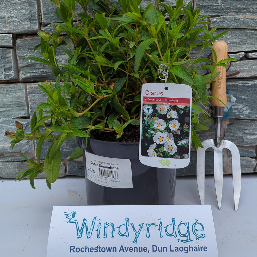 Cistus Decumbens - Shrubs - Windyridge Garden Centre