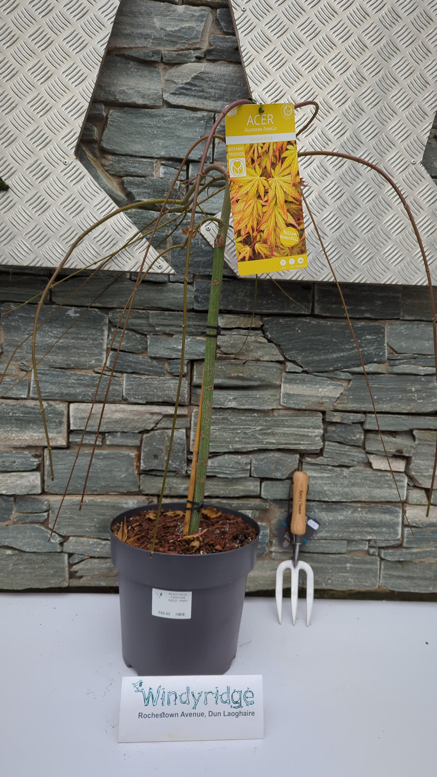 Acer Palm.  Cascade Gold  (Pbr) - Trees - Windyridge Garden Centre