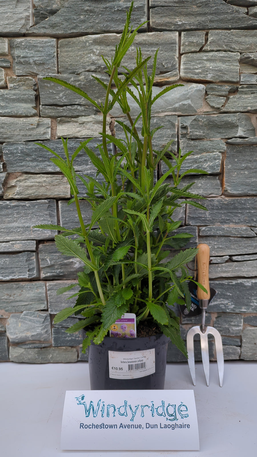 Verbena Bonariensis Lollipop 3Ltr Pots - Herbaceous - Windyridge Garden Centre