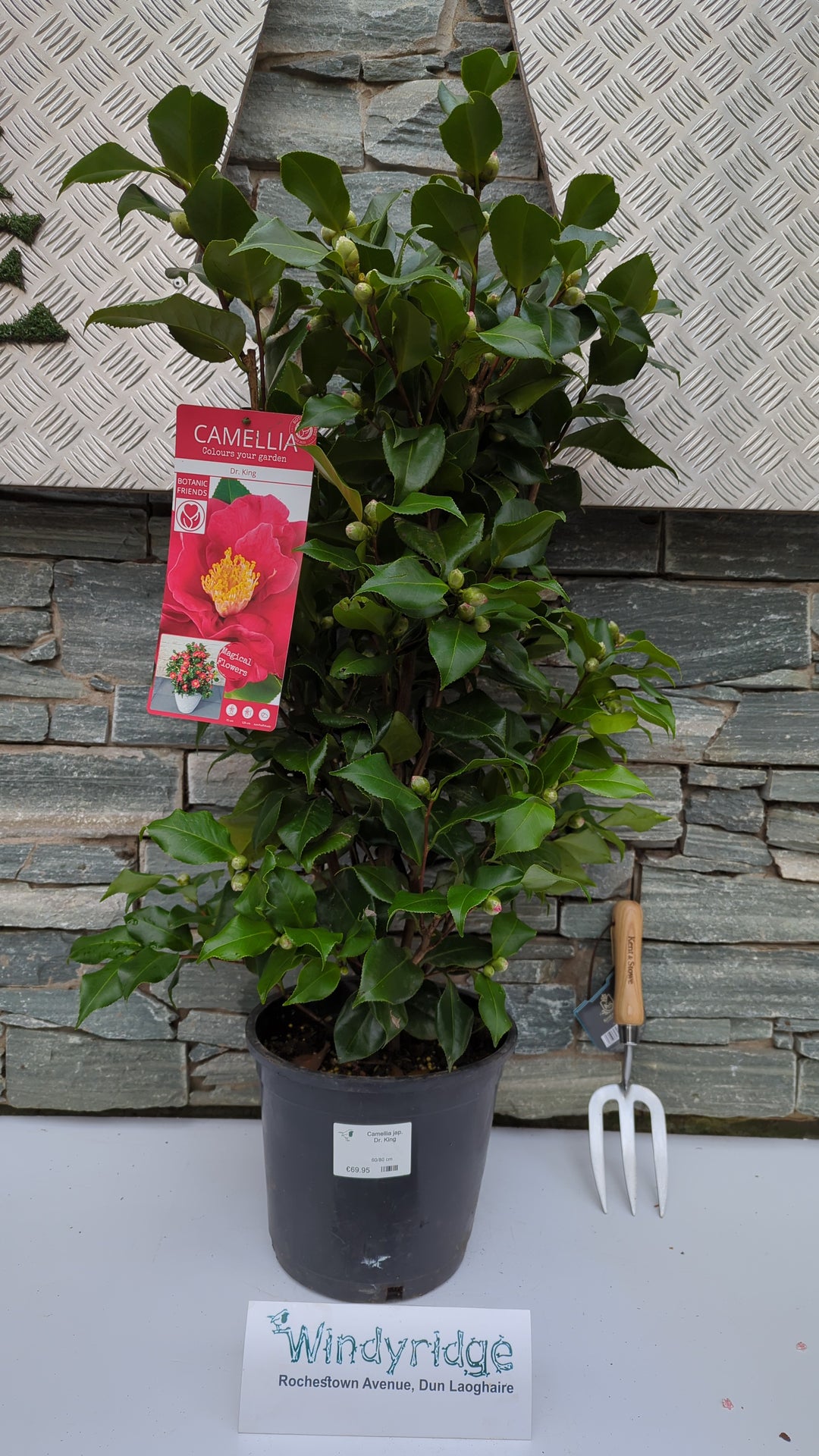 Camellia jap. Dr. King