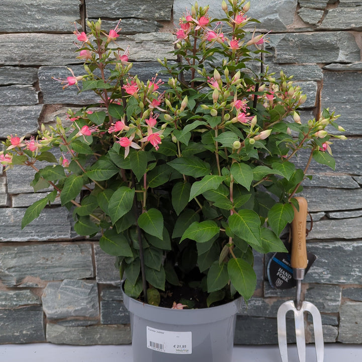 Fuchsia Jubilee