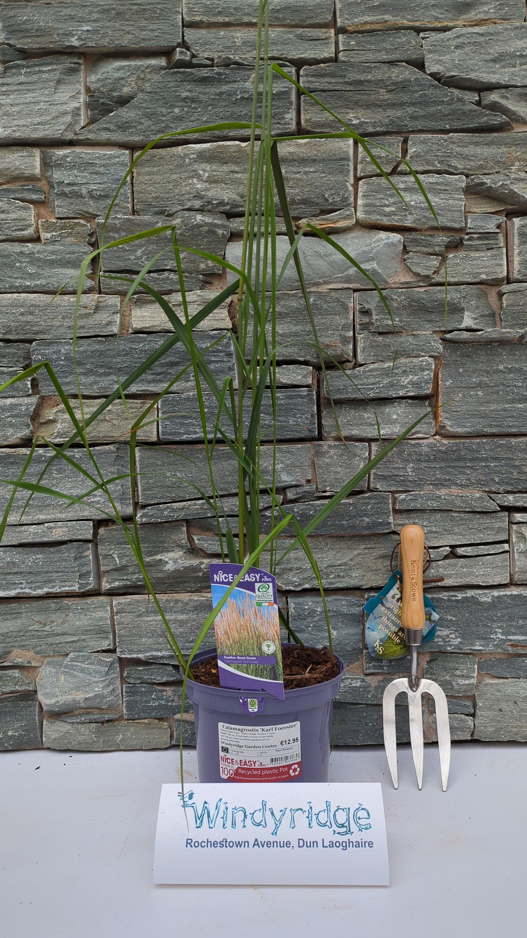 Calamagrostis Karl Foerster