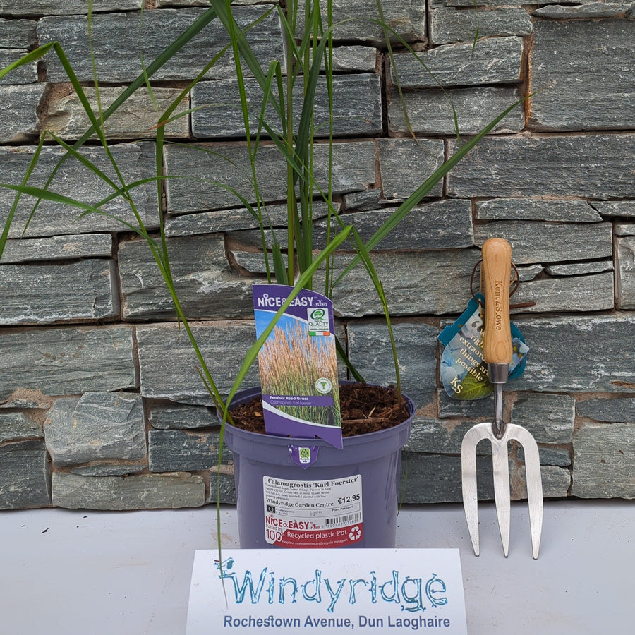 Calamagrostis Karl Foerster - Herbaceous - Windyridge Garden Centre