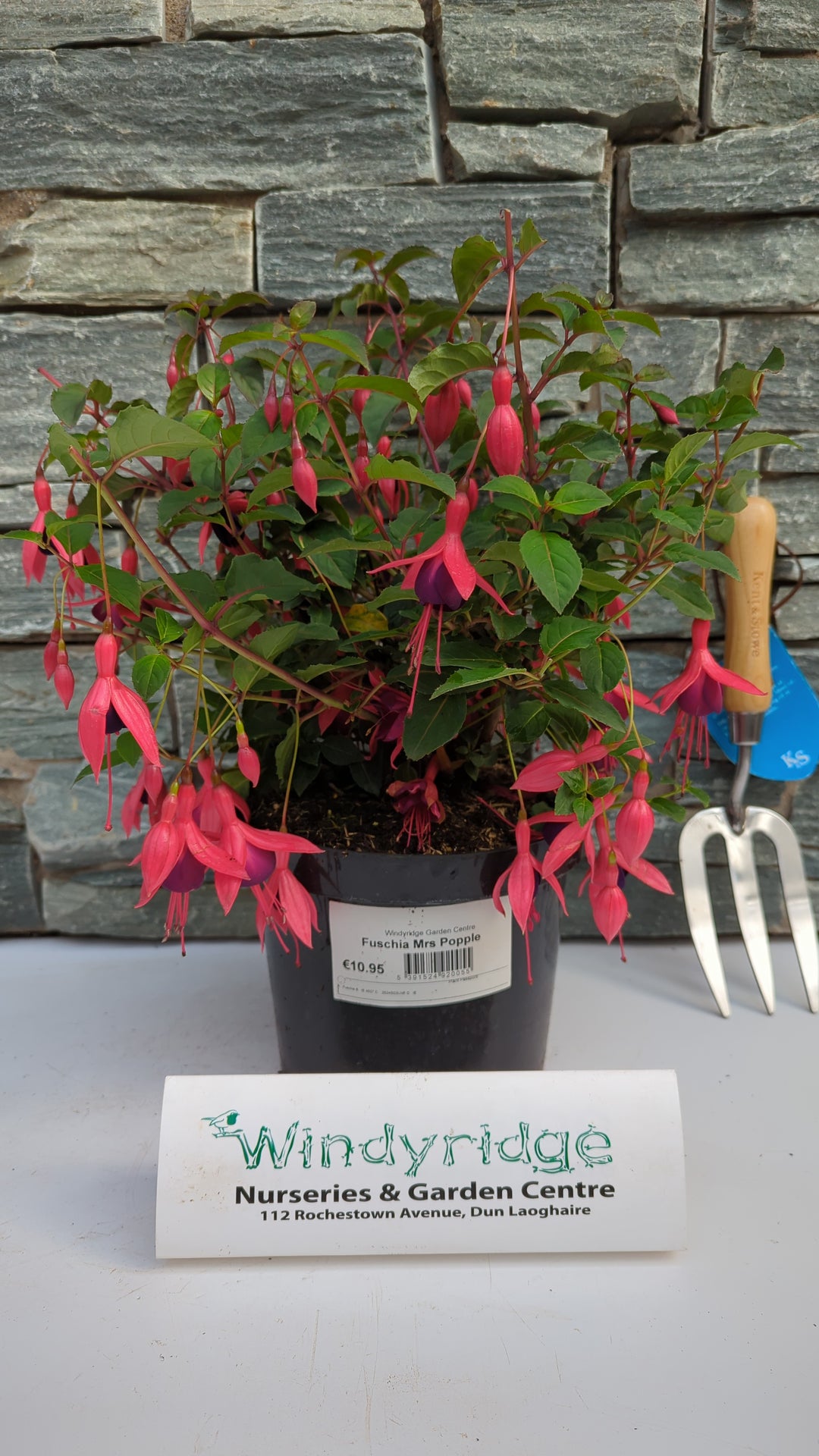 Fuschia Mrs Popple 3ltr pots