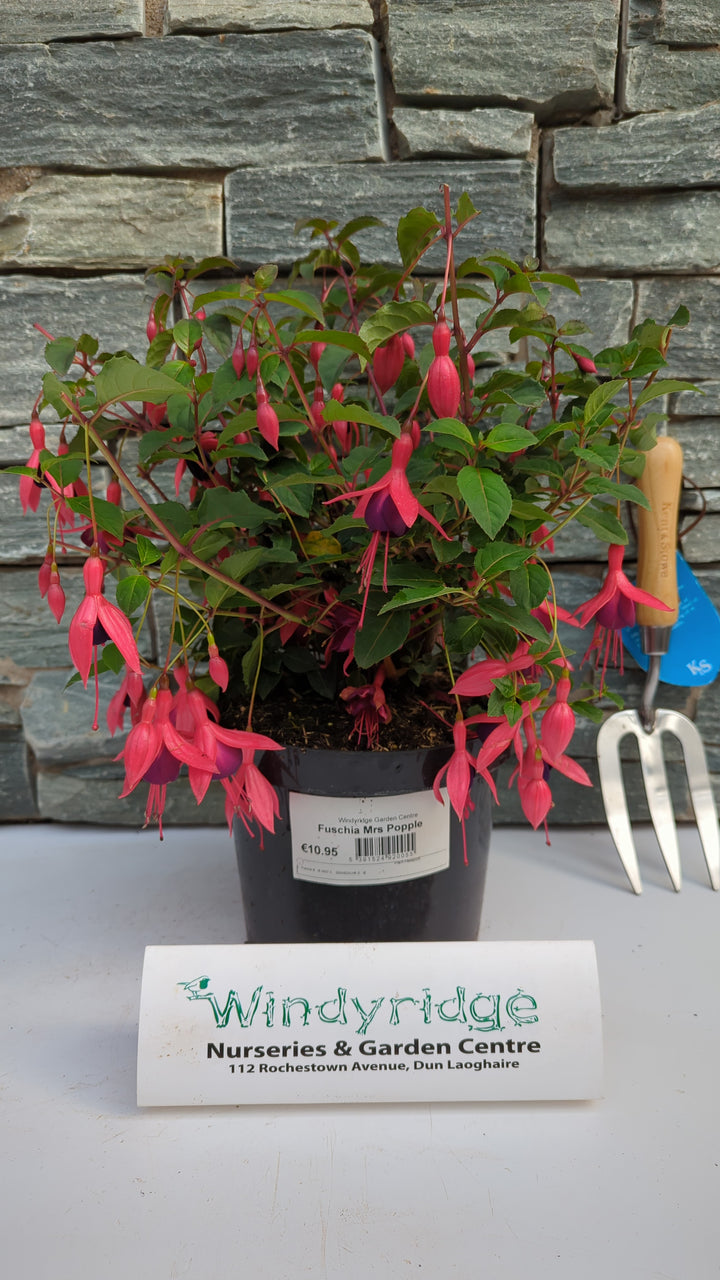 Fuschia Mrs Popple 3ltr pots