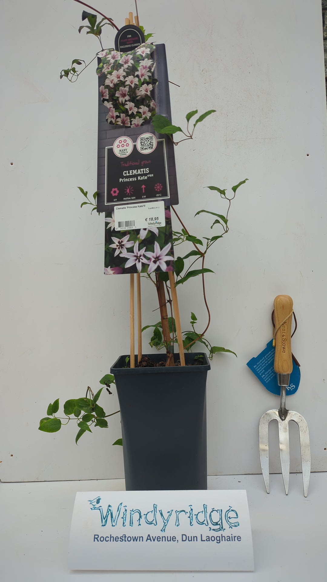 Clematis Princess Kate  S-pot(2,25 L)