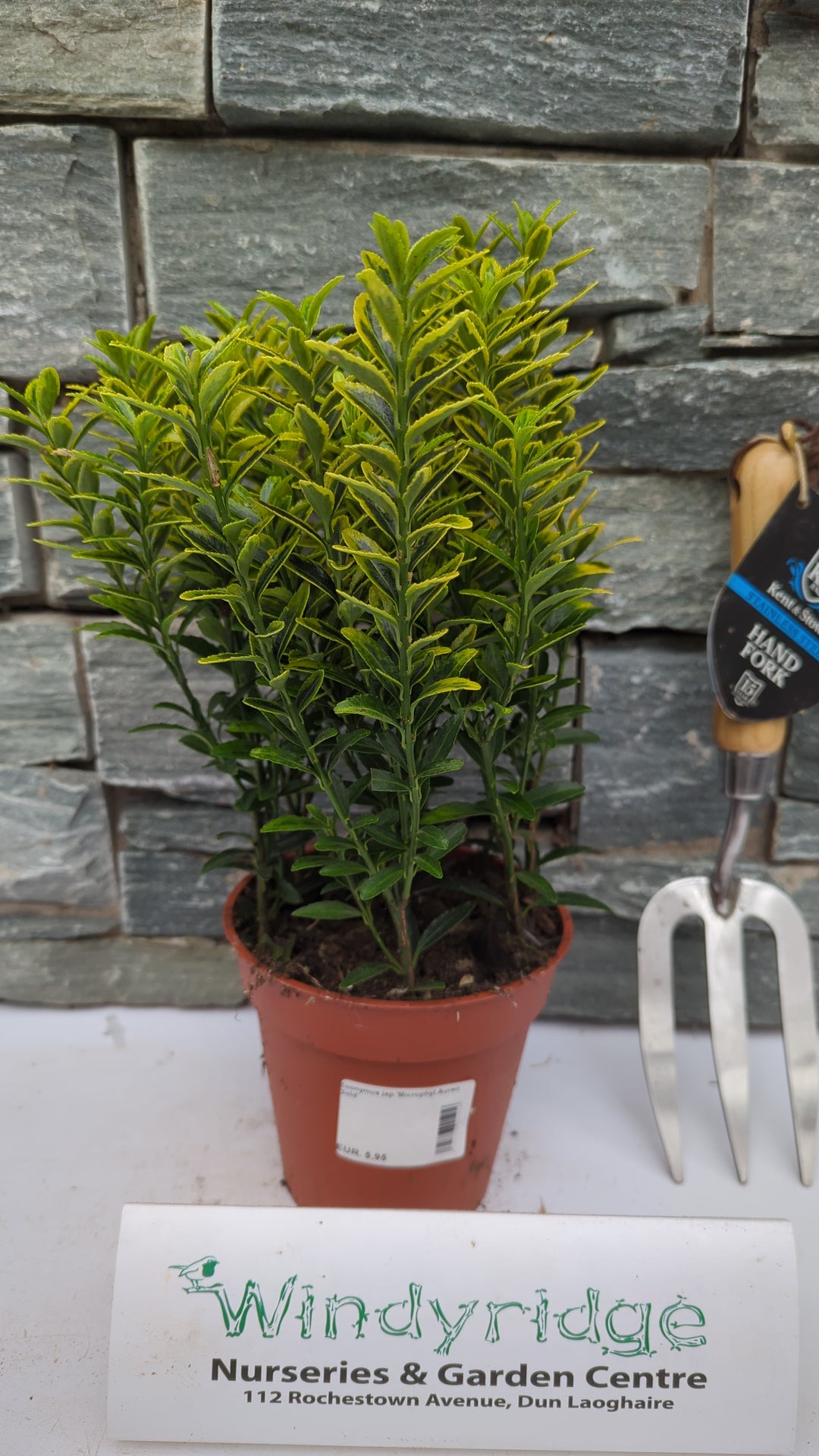 Euonymus jap.Microphyl.Aureo Gold