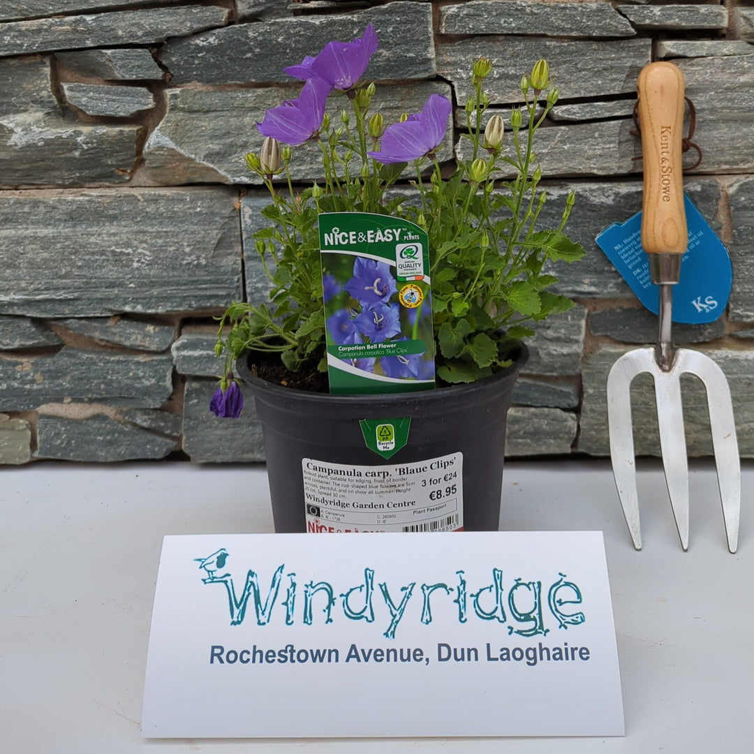 Campanula carp. Blaue Clips
