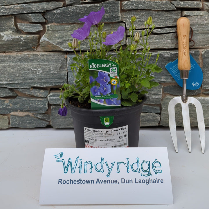Campanula carp. Blaue Clips
