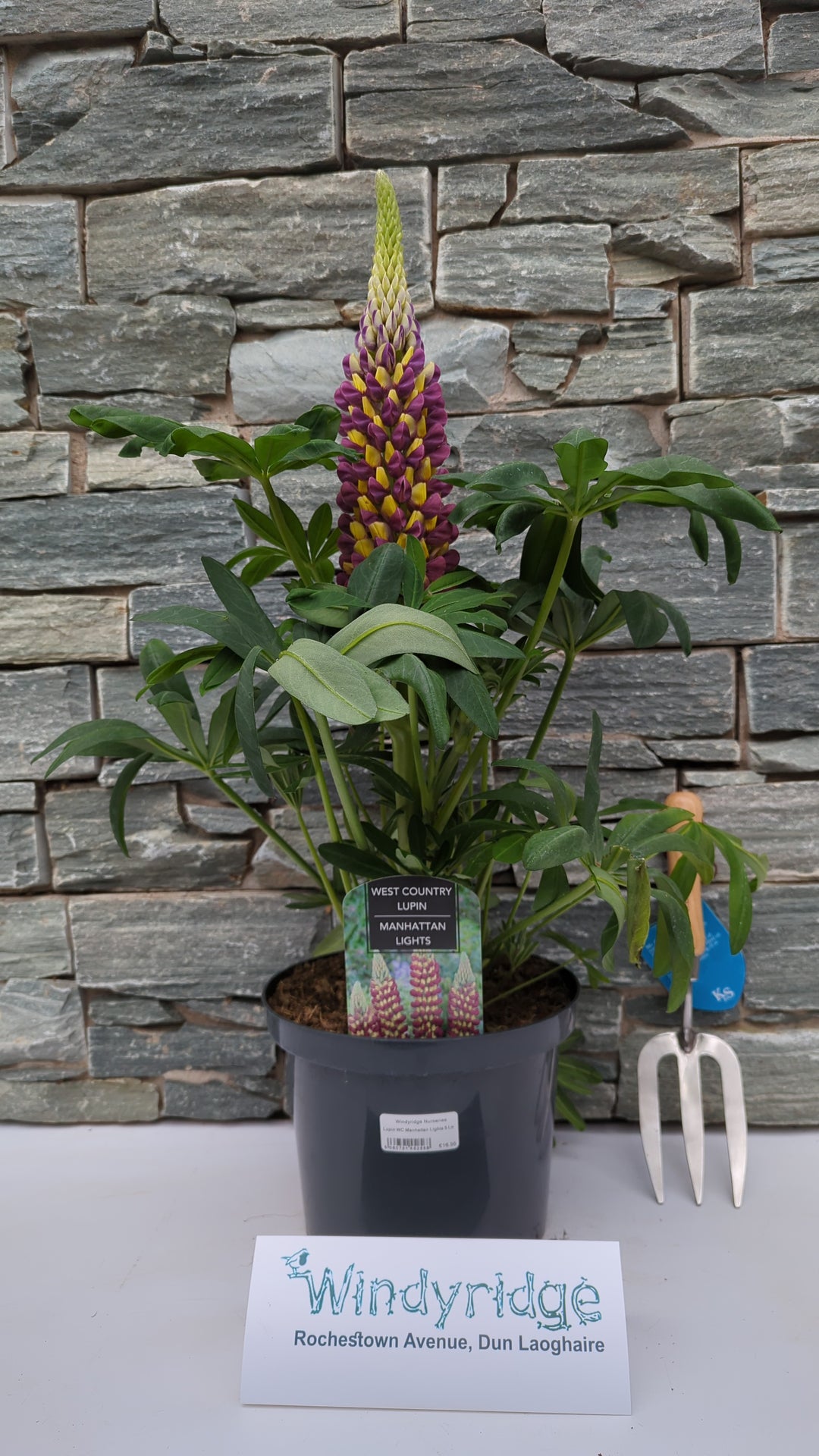 Lupin WC Manhattan Lights 5 Ltr