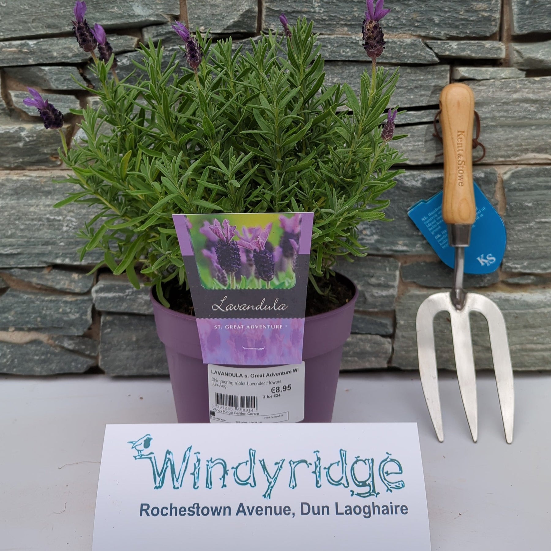lavender plants lidl Buy Lavandula S. Great Adventure Wn Online