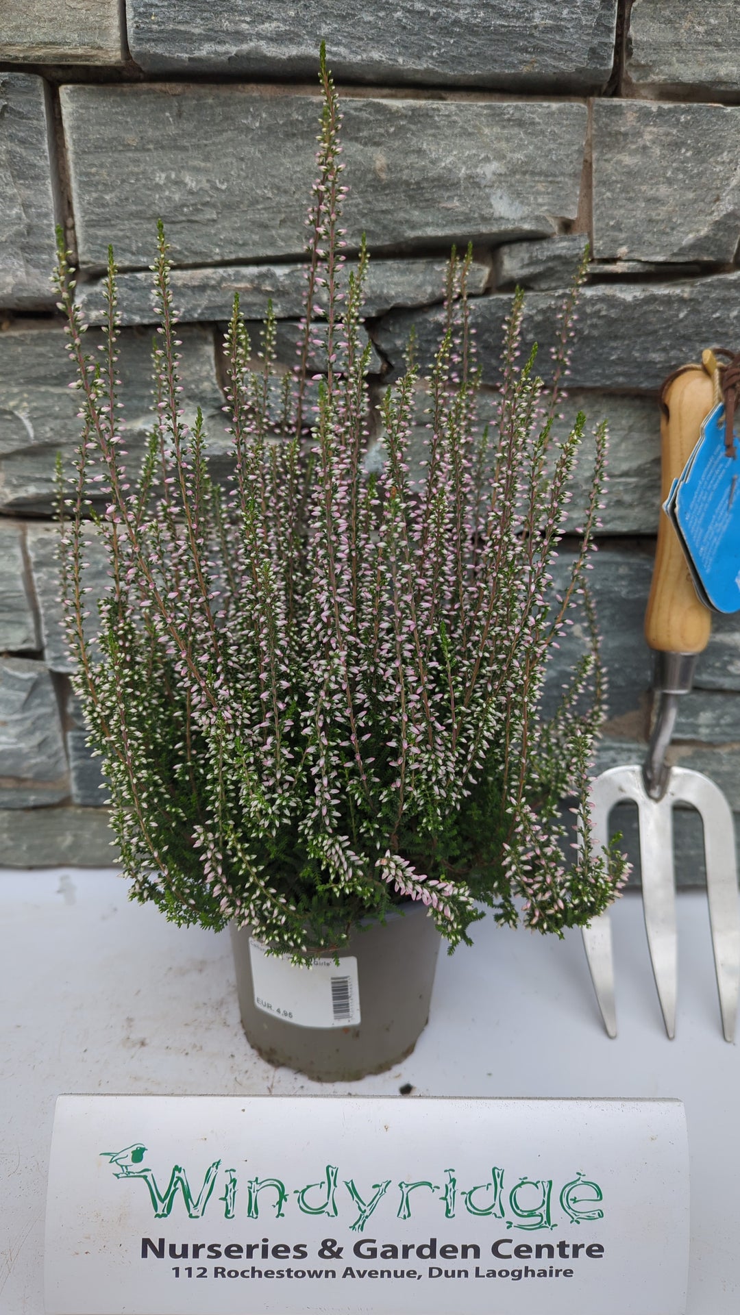 Calluna vulg. Garden Girls