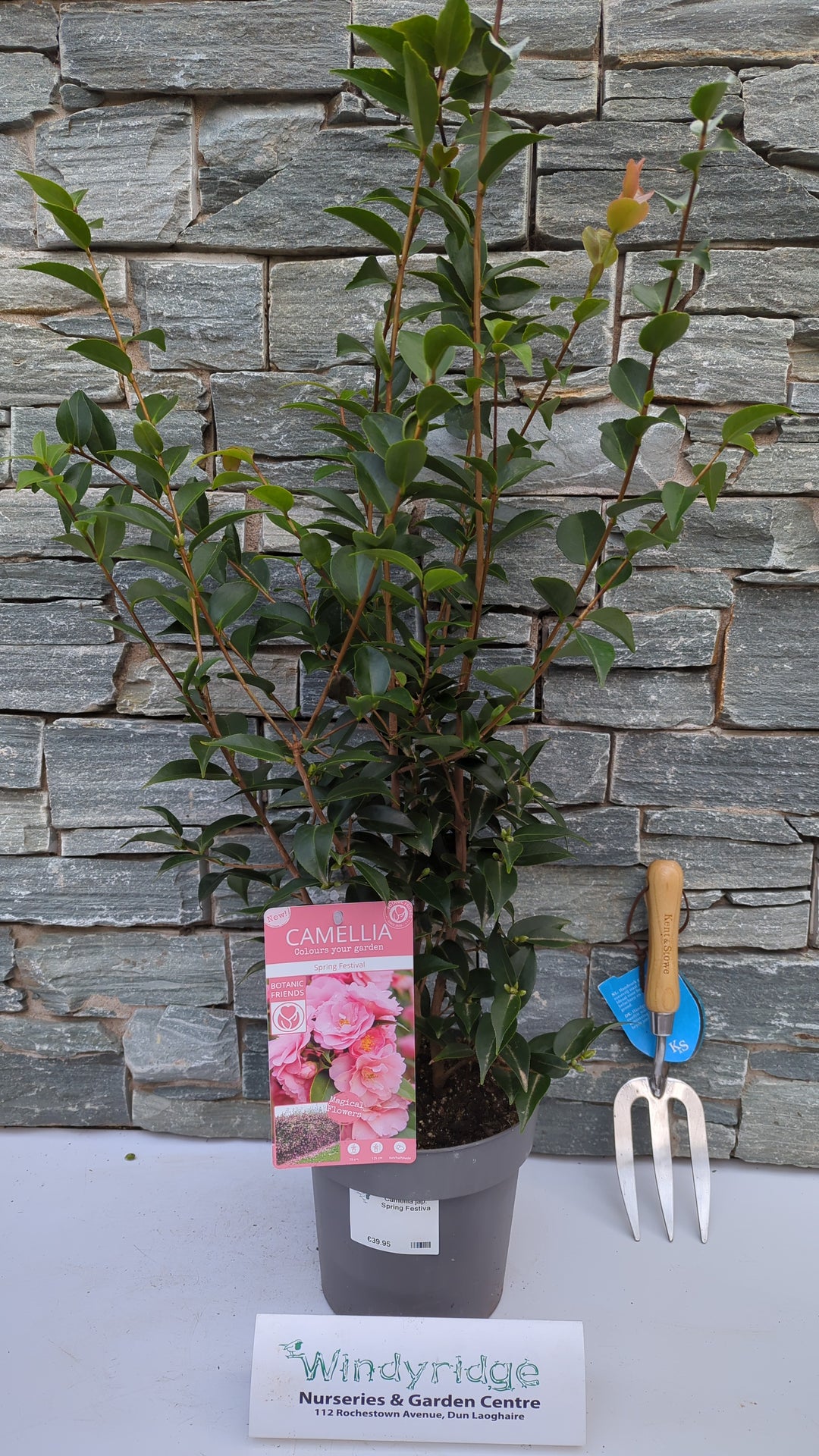 Camellia jap. Spring Festival