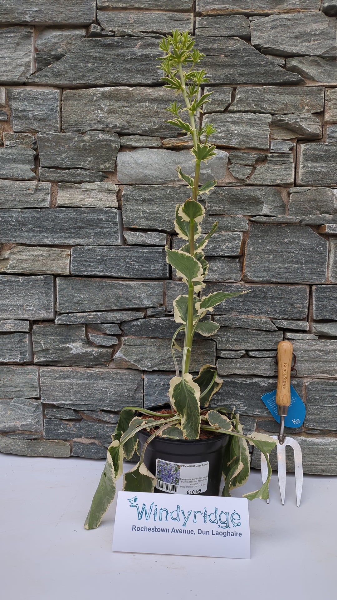 jade plant frost Buy Eryngium Jade Frost Online
