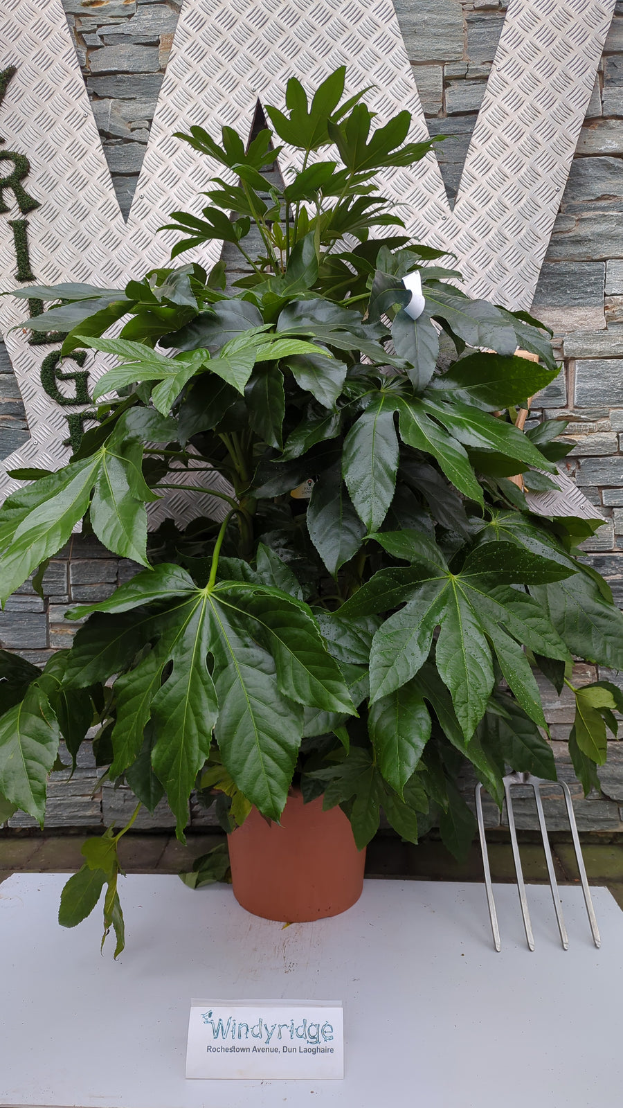 Fatsia   Japonica - Shrubs - Windyridge Garden Centre