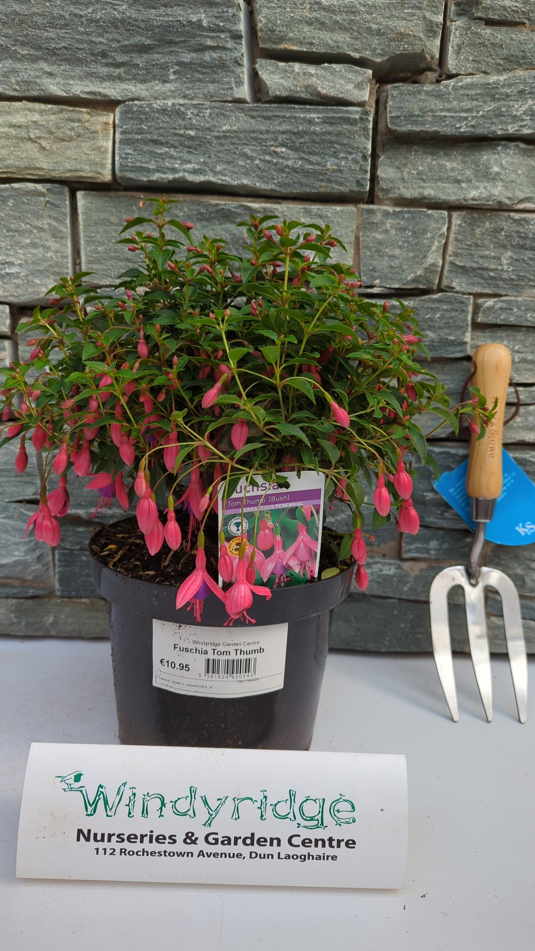 Fushia Tom Thumb