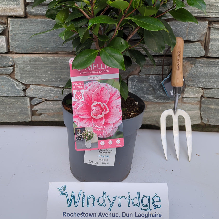 Camellia Jap. Bonomiana - Shrubs - Windyridge Garden Centre