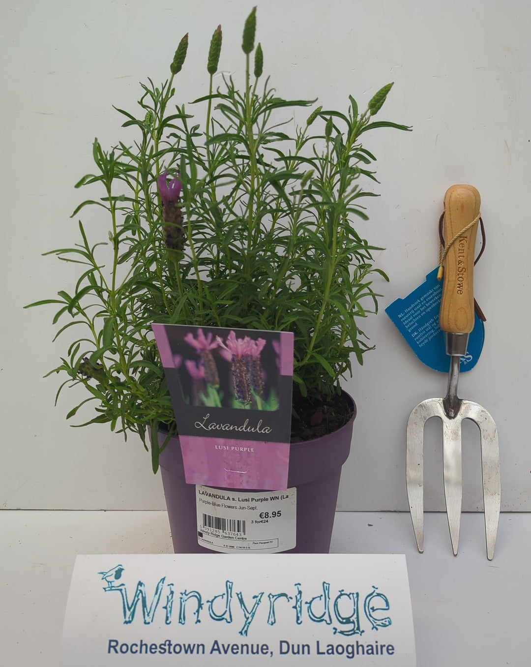 LAVANDULA s. Lusi Purple WN (Lavender)