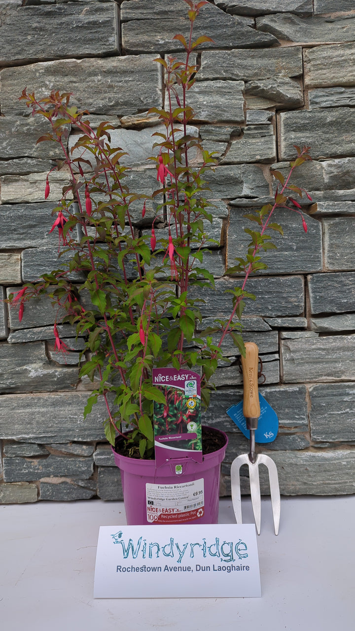 Ladys Eardrops (Fuchsia Riccartonii)