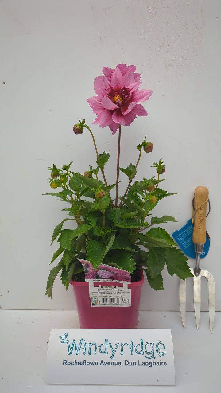 Dahlia Dalaya Pink Bicolor