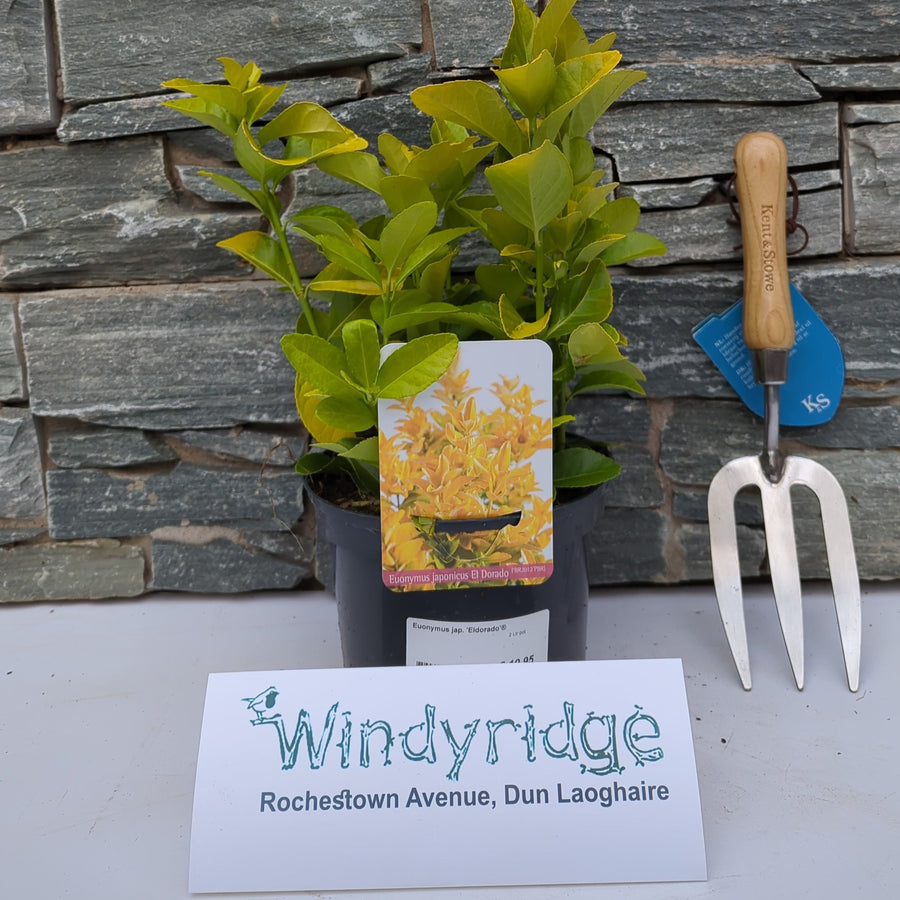 Euonymus Jap. Eldorado - Shrubs - Windyridge Garden Centre