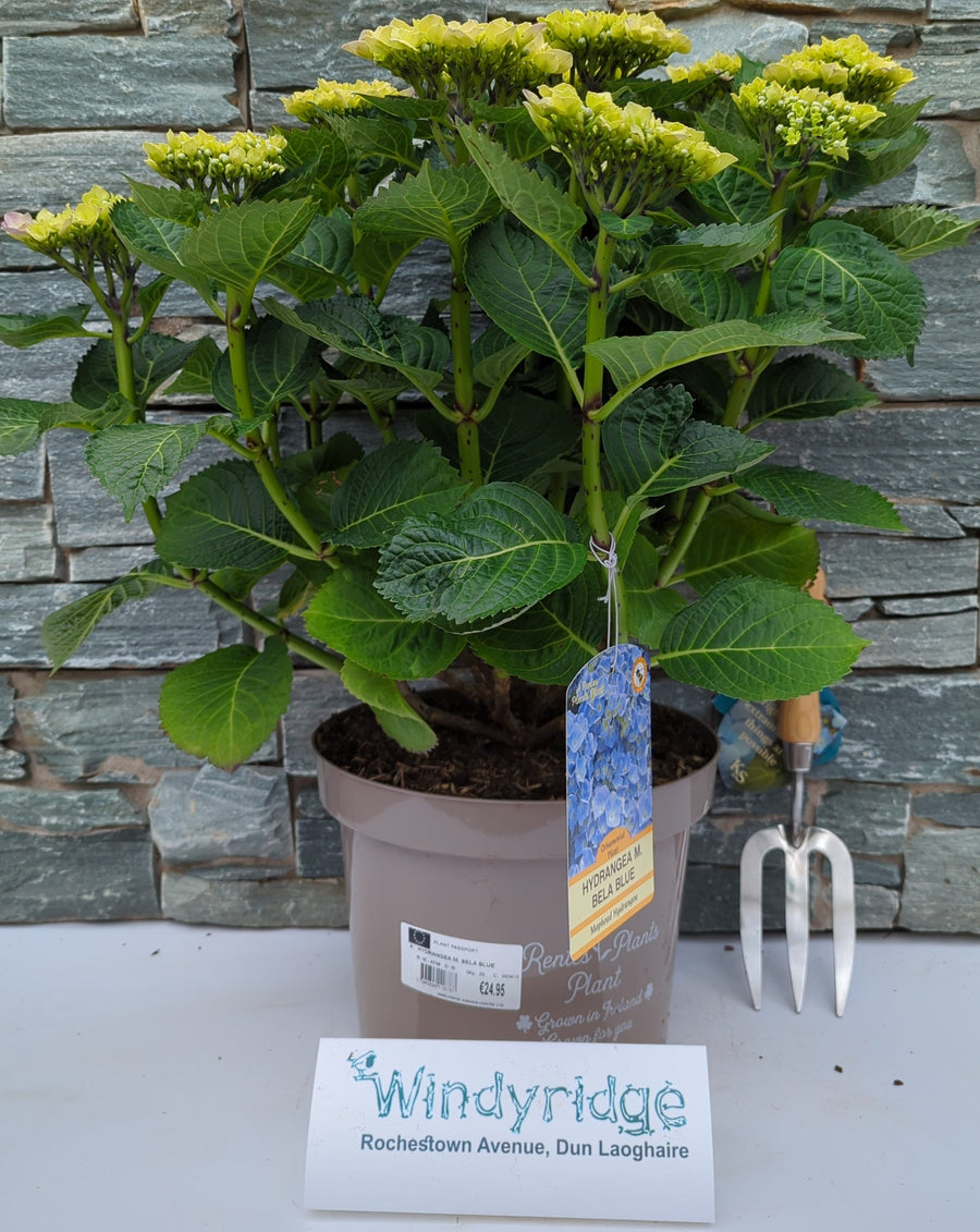 Hydrangea M. Bela Blue 7.5Ltr - Shrubs - Windyridge Garden Centre