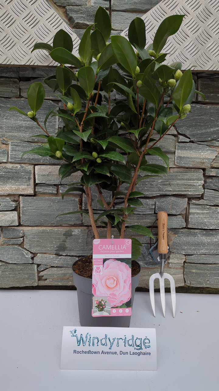 Camellia jap. Nuccios Cameo