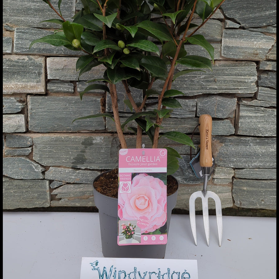 Camellia Jap. Nuccios Cameo - Shrubs - Windyridge Garden Centre