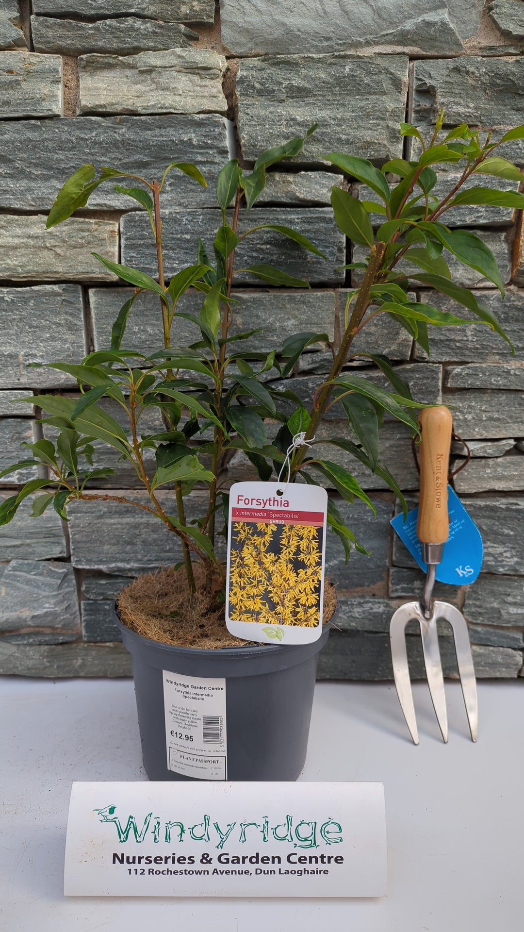 Forsythia intermedia Spectabalis