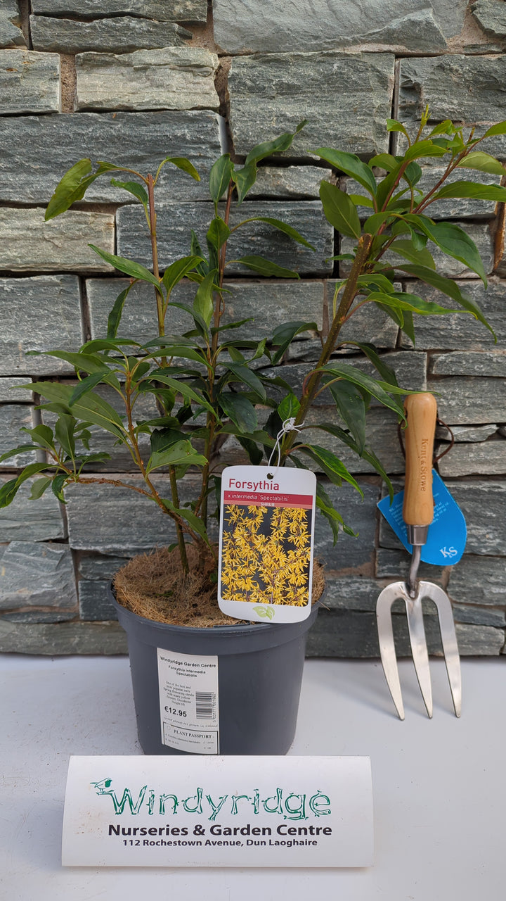 Forsythia intermedia Spectabalis