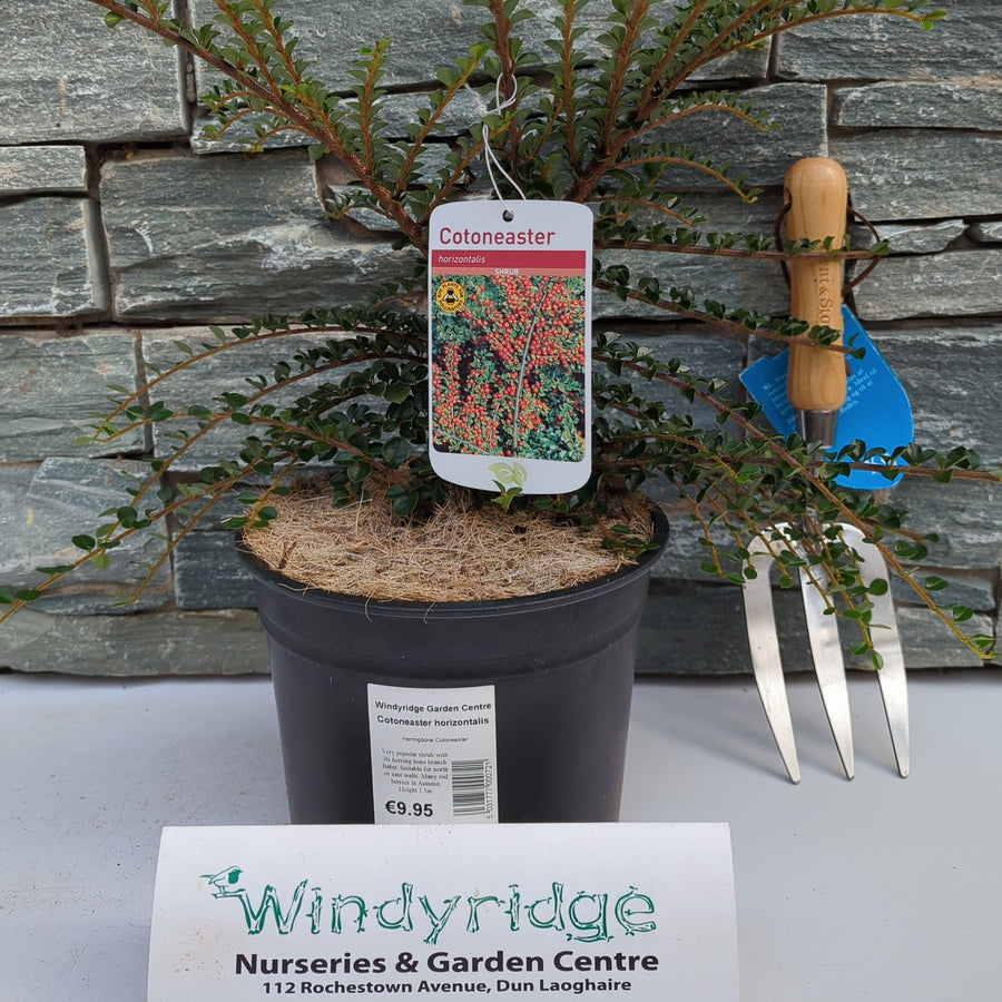 Cotoneaster Horizontalis - Shrubs - Windyridge Garden Centre