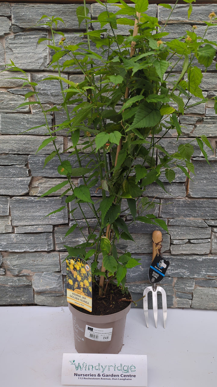 KERRIA JAPONICA GOLDEN GUINEA